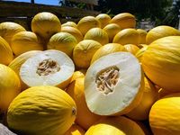 melão amarelo nacional e exportação - 