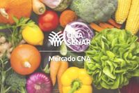 Repolho de primeira qualidade - 