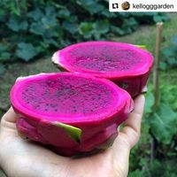 Pitaya poupa vermelha  - 