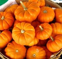 Mini abobora moranga  - jack - 