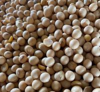 Soja padrão, farelo de soja, feijão de soja ( soja GMO e soja não GMO ) soy - 