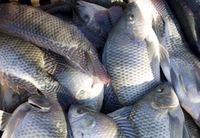 tambaqui in natura - 