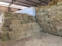 Fardo 12 kg de Feno Tifton 85 - 